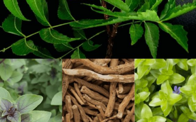 Sabe o que são plantas adaptogénicas? Eis 5 plantas que deve conhecer.