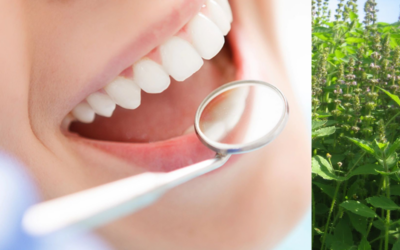 Tulsi – benefícios para a saúde oral