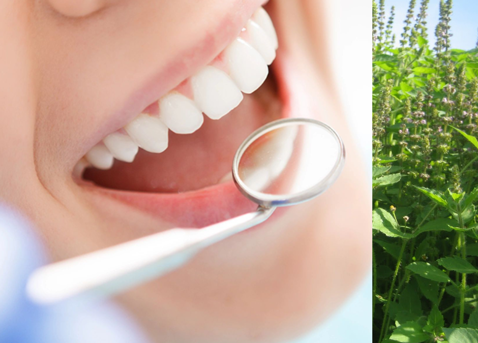 Tulsi – benefícios para a saúde oral