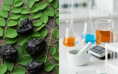 Moringa e Shilajit: energia e foco no regresso à rotina