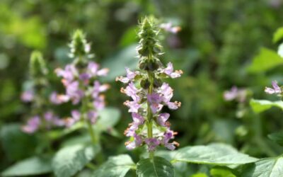 Tulsi: a Sabedoria Ancestral Validada pela Ciência